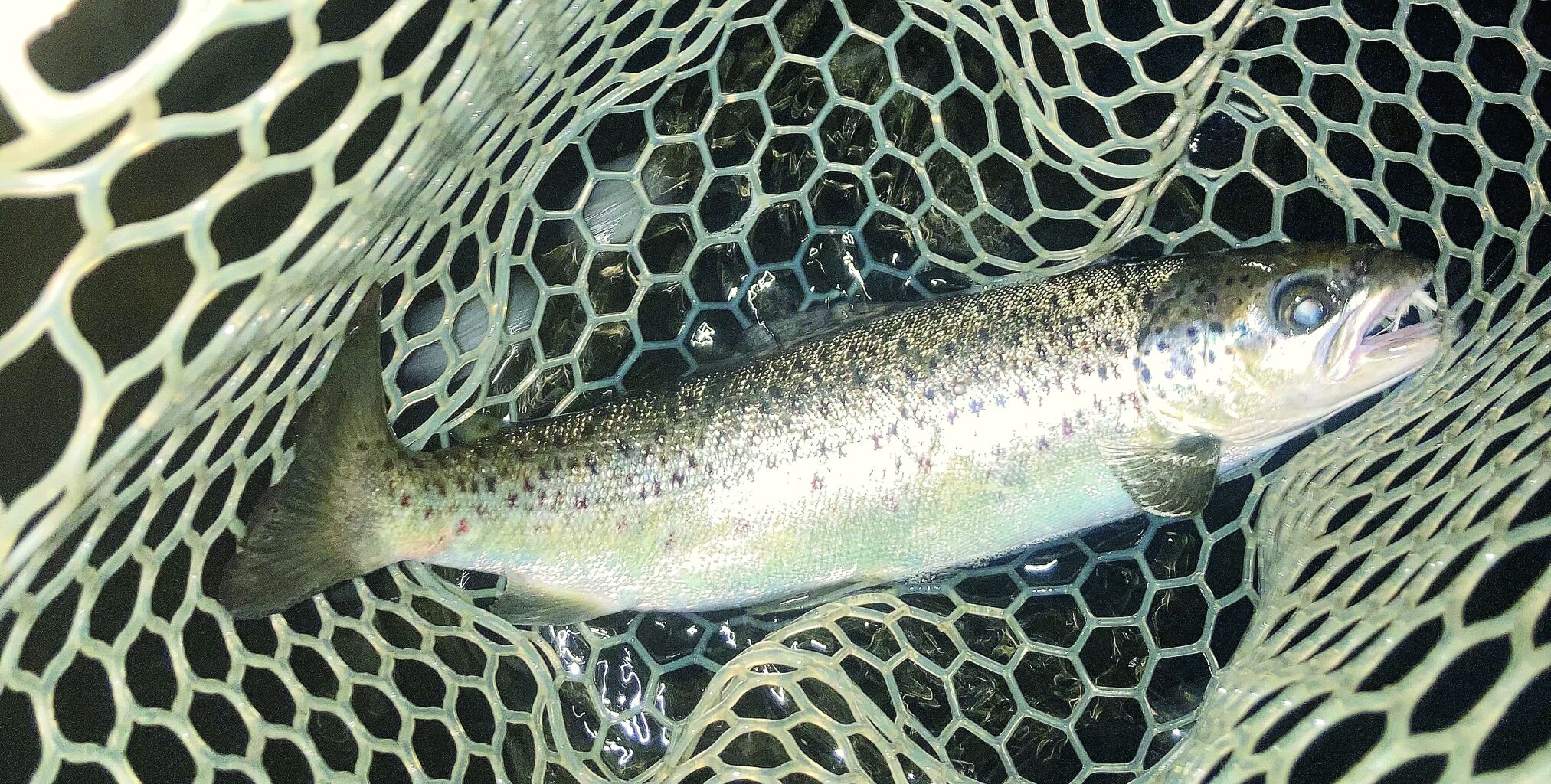 North Country Angling: Salmon and lake trout season enders